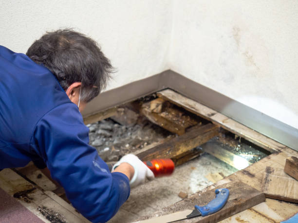 Best Same-Day Mold Removal  in Hackberry, TX