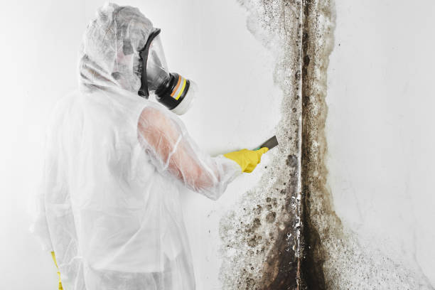 Crawl Space Mold Removal in Hackberry, TX