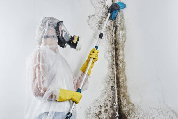Best Mold Inspection  in Hackberry, TX