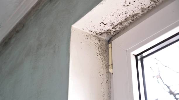 Best Same-Day Mold Removal  in Hackberry, TX