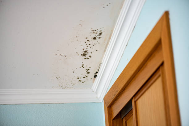 Professional Mold Removal in Hackberry, TX