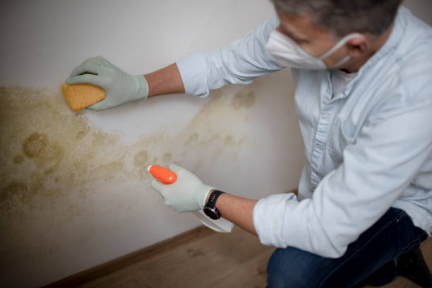 Best Professional Mold Removal  in Hackberry, TX