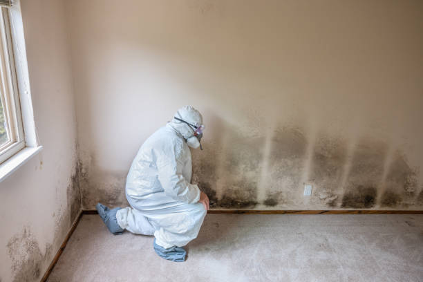 Best Toxic Mold Removal  in Hackberry, TX