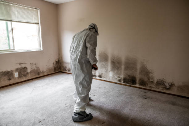Best Professional Mold Removal  in Hackberry, TX