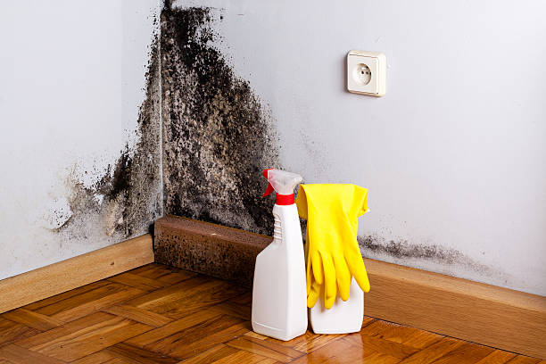 Best Home Mold Removal  in Hackberry, TX