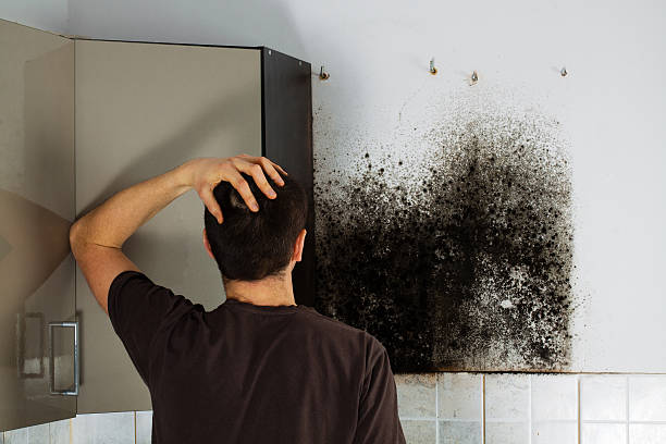 Best Mold Remediation  in Hackberry, TX