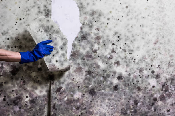 Best Mold Testing  in Hackberry, TX