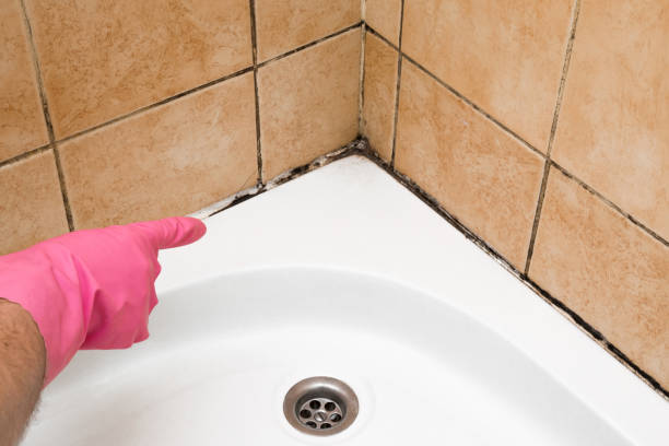 Best Mold Removal Specialists  in Hackberry, TX